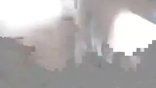 Dillion tia gostosa brasileira Harper chupa a pila mais cara do mundo.